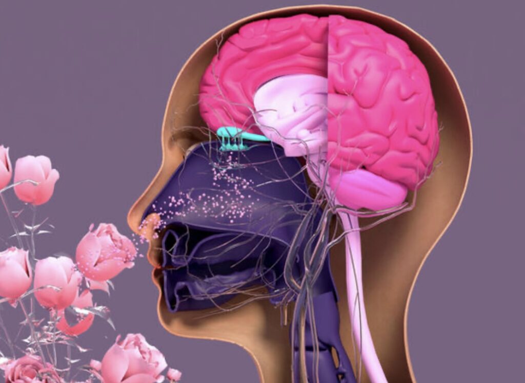 Research links smell to memory dementia patients can improve