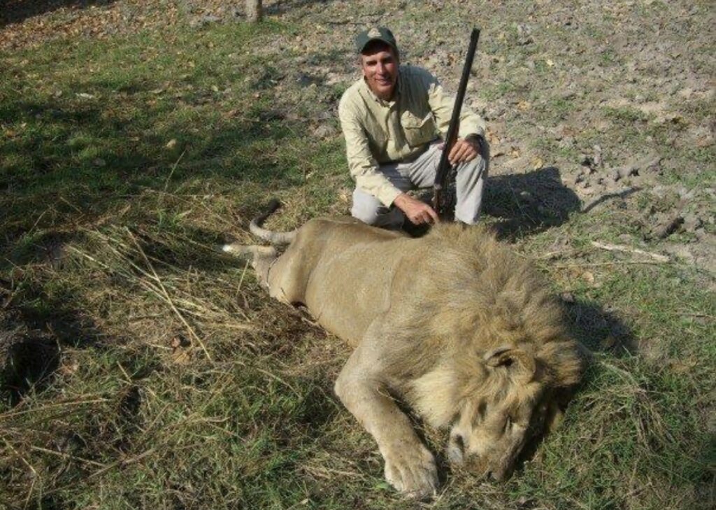 Wildlife ranger tale. A once powerful lion now covered in blood
